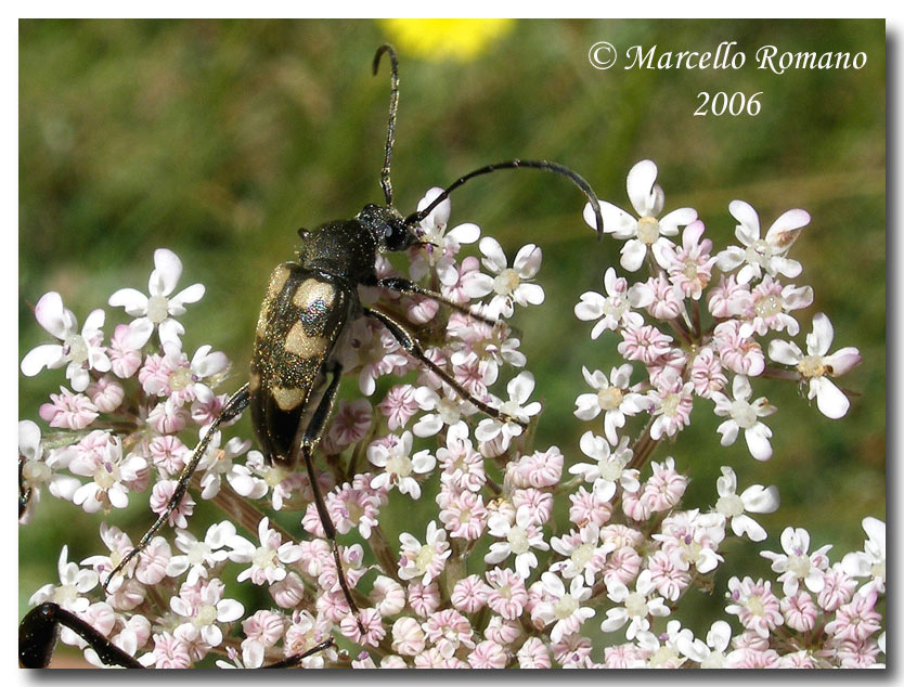 Pachytodes erraticus e P. cerambyciformis (Cerambycidae)